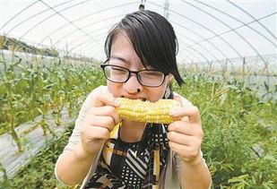 吃瓜玉米公主,揭秘宫廷中的神秘瓜果传奇