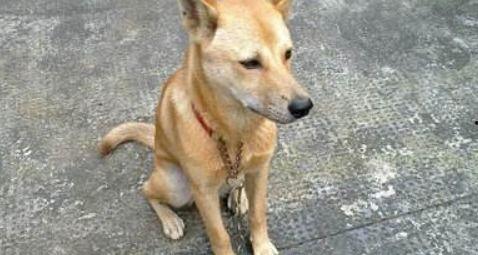 东山口土狗吃瓜视频,萌态十足引网友热议