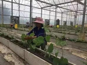 在线吃瓜柳州,网络热议背后的城市魅力