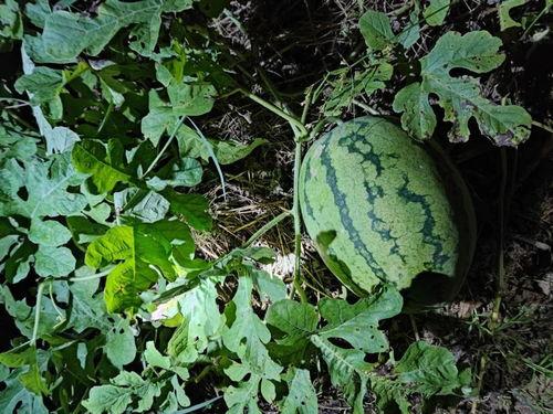 梦到在爷爷地里吃瓜,瓜果飘香滋味长