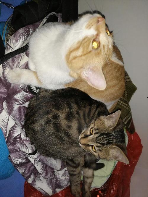 严肃猫吃瓜,揭秘娱乐圈那些不为人知的秘密