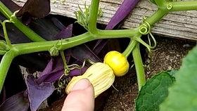 是花看花是瓜吃瓜,生活中的趣味发现