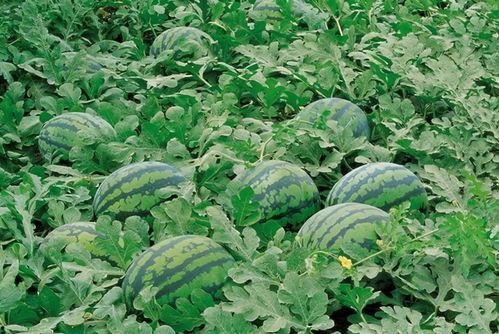 贡院广场吃瓜,夏日吃瓜盛景，见证城市活力