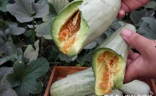 怀孕吃瓜特别甜,甜蜜滋味见证生命奇迹