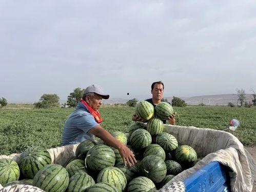 庙尔沟吃瓜,吃瓜群众的欢乐时光