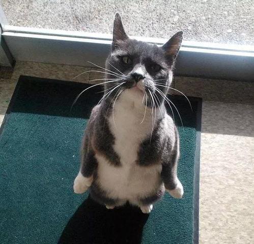 主人吃瓜猫也吃瓜,主子吃瓜，猫儿也跟着尝鲜