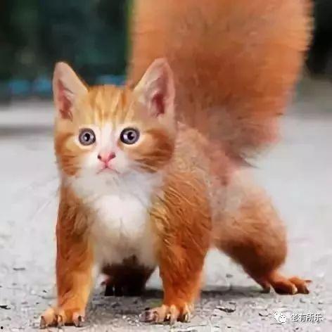 吃瓜小黄猫,揭秘宠物界的“网红”生活