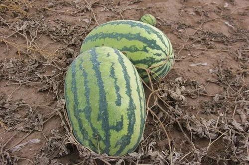 小埋吃瓜,揭秘娱乐圈背后的秘密与八卦