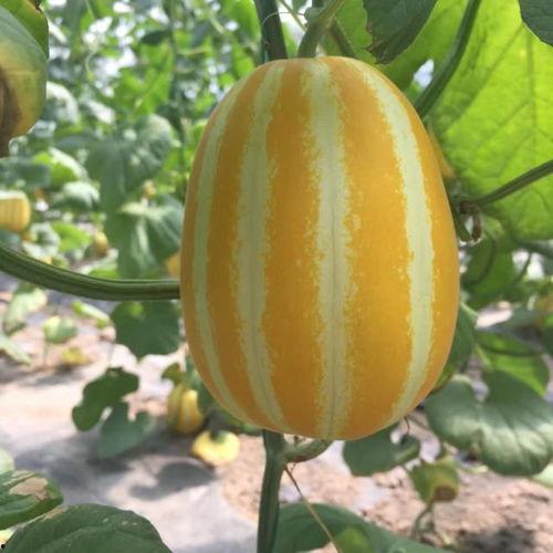 封丘吃瓜直播间在哪,揭秘热门话题背后的故事