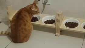 吃瓜橘猪,揭秘网络红人的崛起之路