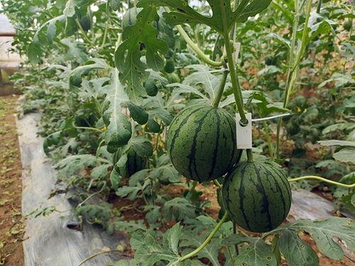 51吃瓜是什么,网络热点的幕后故事