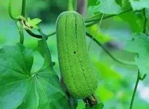 秋瓜苦可以吃吗,营养丰富，适量食用益处多