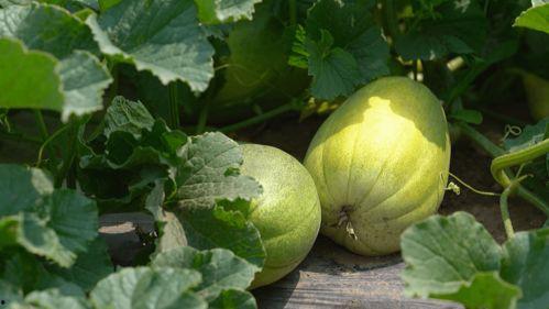 我们夏天吃的瓜,清凉解暑的甜蜜诱惑