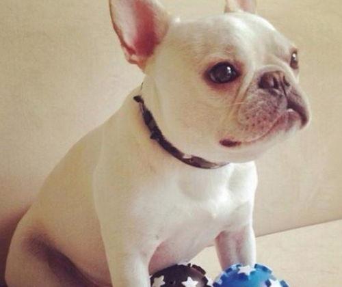 带你吃瓜恶犬,带你领略“带你吃瓜恶犬”的独特魅力