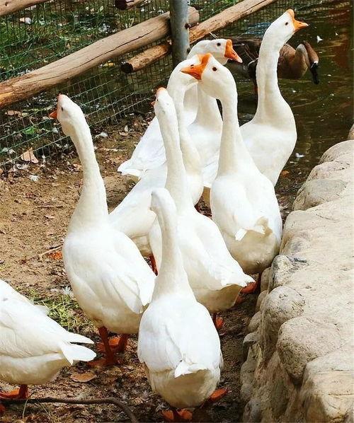 吃瓜阿飞大鹅,揭秘娱乐圈背后的那些事儿