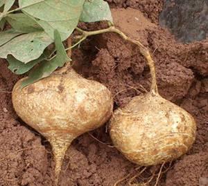 孕妇吃可以吃土瓜吗,土瓜的适宜与禁忌