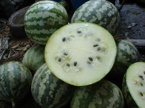 胃溃疡可以吃绿宝瓜吗,胃溃疡患者适宜食用绿宝瓜的饮食建议