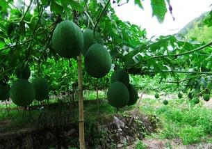 吊瓜直接吃么,可直接食用的天然美味