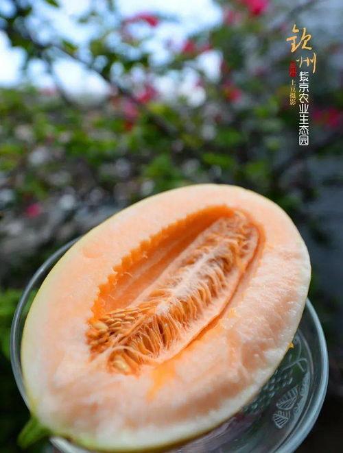 黑生态吃瓜,揭秘网络暗流涌动的神秘世界