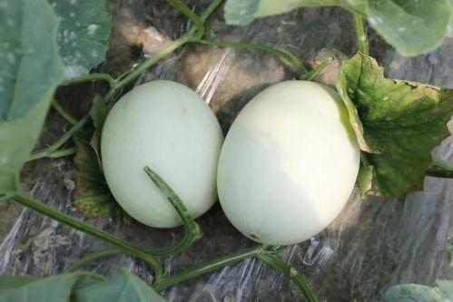 发烧吃玉菇瓜好吗,发烧期间食用玉菇瓜的适宜性探讨