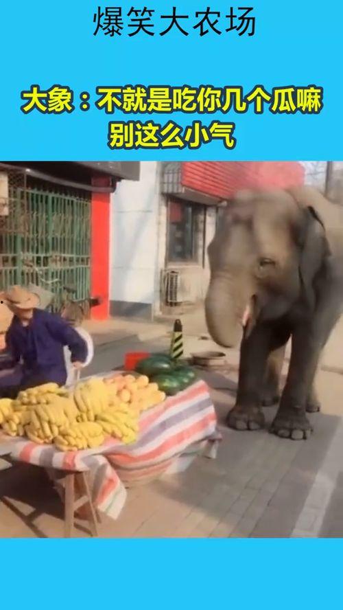 大象吃瓜免费吃瓜,瓜果飘香,免费共享欢乐时光