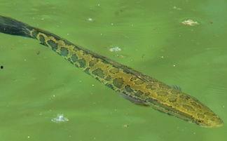 黑鱼吃瓜,揭秘水下生态的趣味奇观