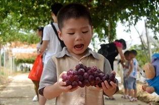 小青青吃瓜群,揭秘网络社交圈的趣味与争议